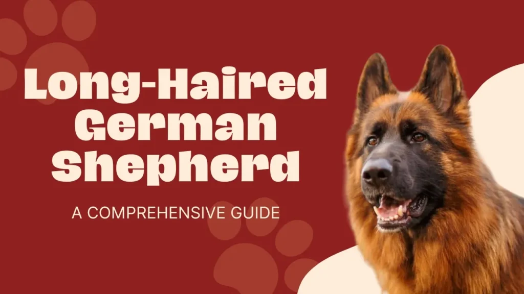 long haired german shepherd