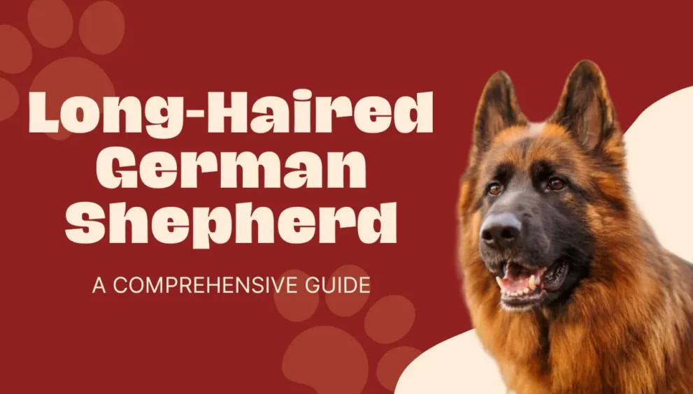 long haired german shepherd