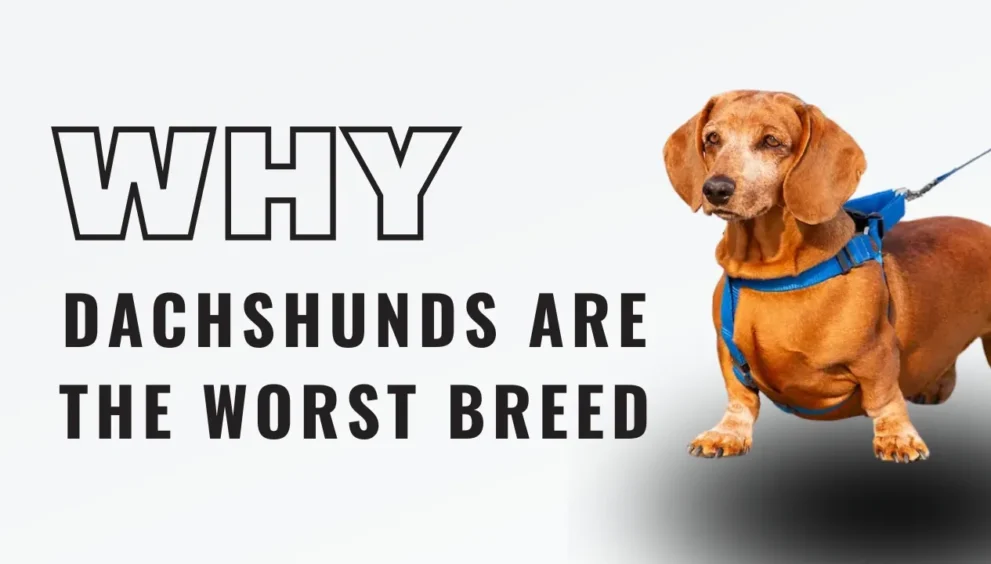 why dachshunds are the worst breed