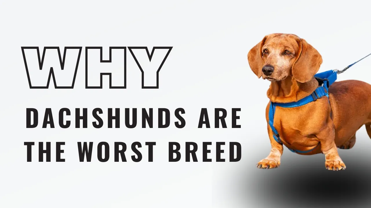 why dachshunds are the worst breed